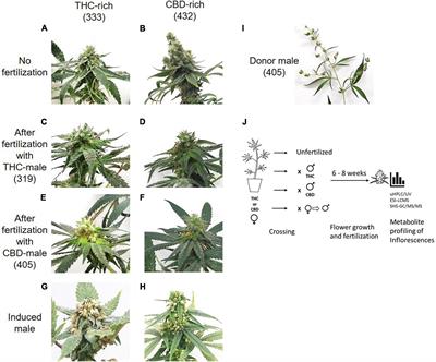 Fertilization Following Pollination Predominantly Decreases Phytocannabinoids Accumulation and Alters the Accumulation of Terpenoids in Cannabis Inflorescences